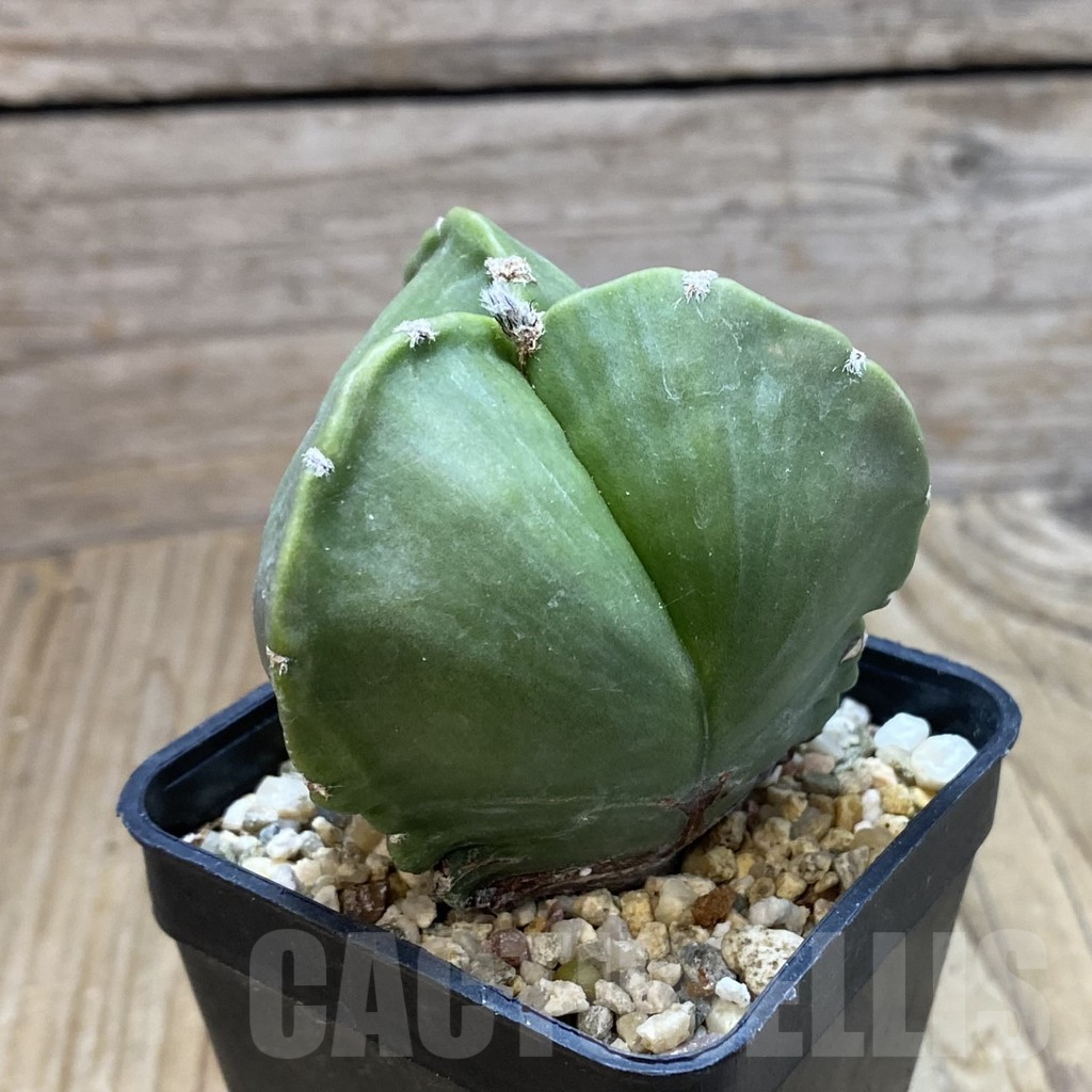 SH13236 Astrophytum myriostigma v. tricostatum nudum - Imagen 2
