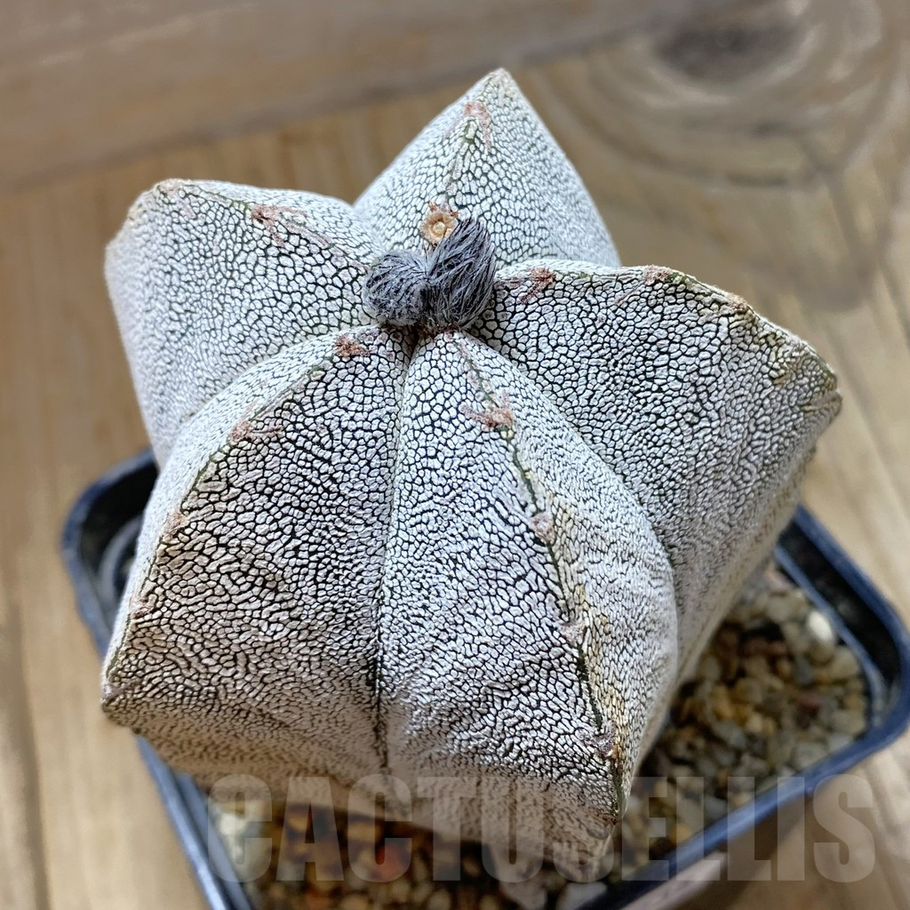 SH13238 Astrophytum myriostigma 'Onzuka' , old 10 years