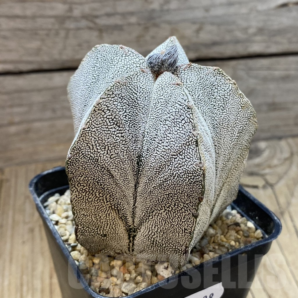 SH13238 Astrophytum myriostigma 'Onzuka' , old 10 years - Image 2