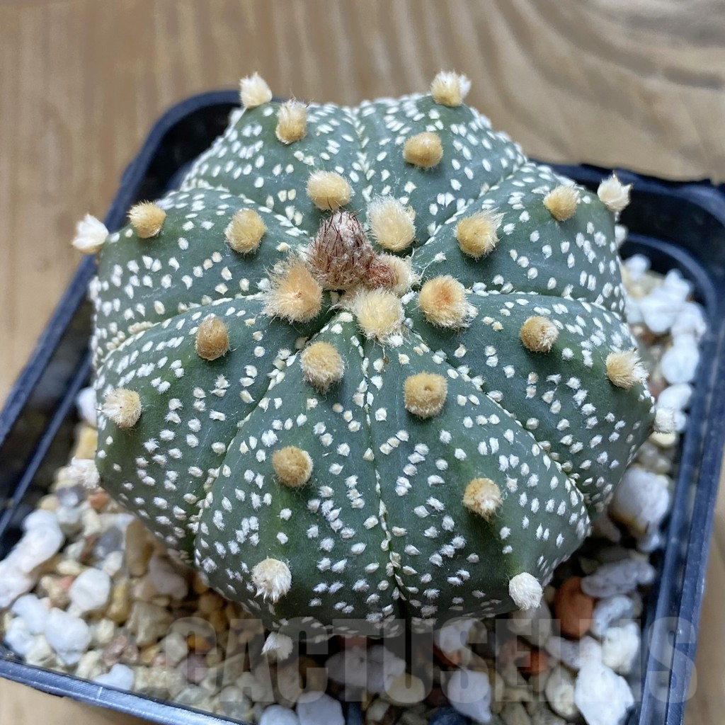 SH13239 Astrophytum asterias 'Super Kabuto' hybrid, old 8 years