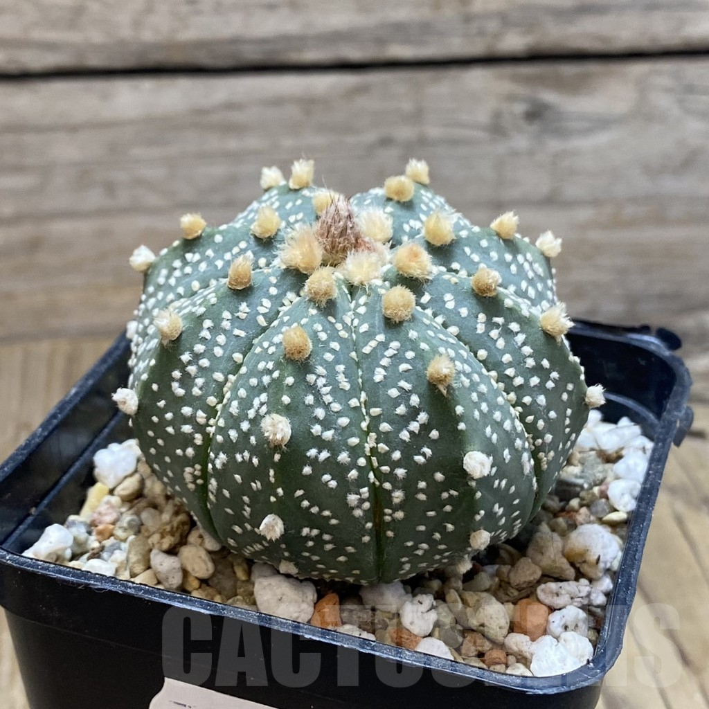 SH13239 Astrophytum asterias 'Super Kabuto' hybrid, old 8 years - Image 2