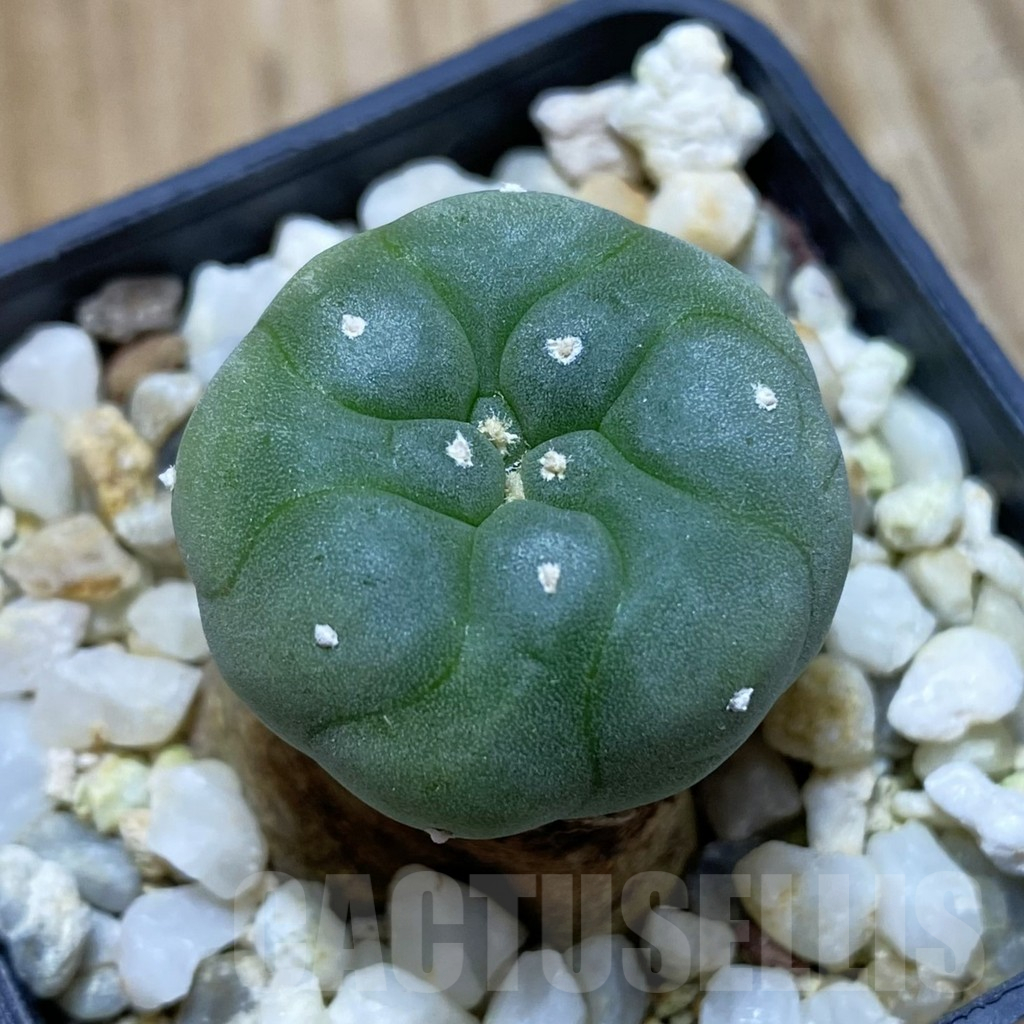 SH13240 Anhalonium koehresii