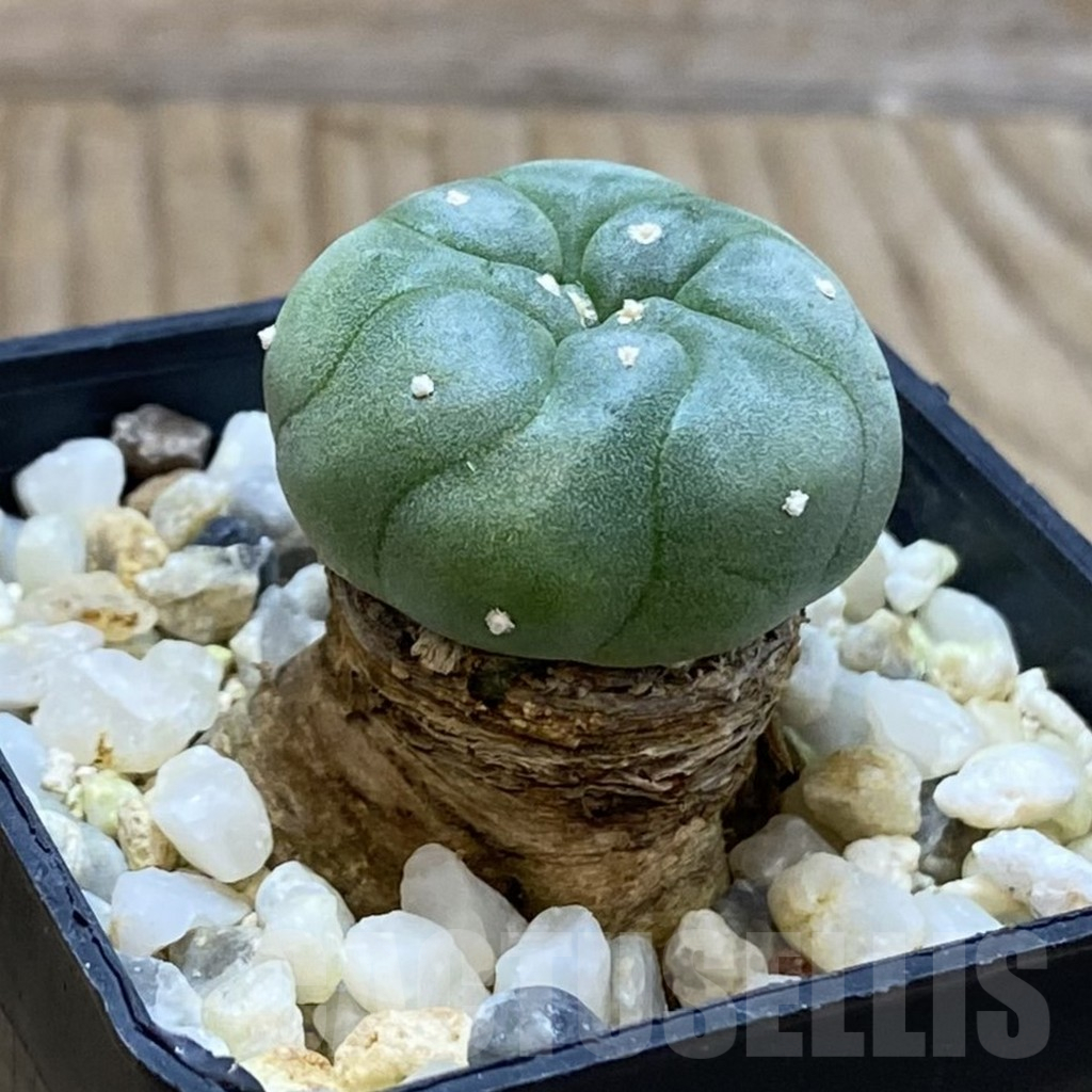 SH13240 Anhalonium koehresii - Image 2