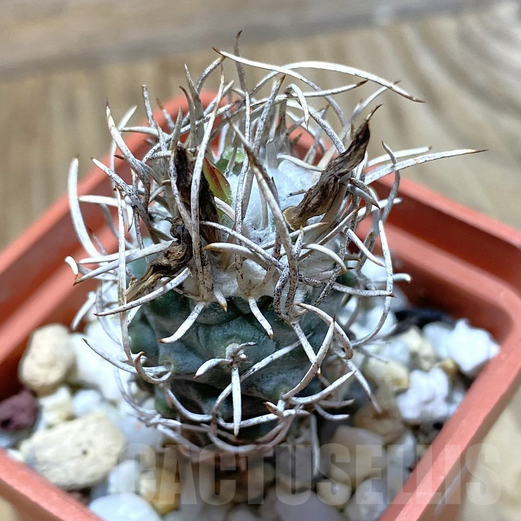 SH13244 Turbinicarpus flaviflorus, old 8 years