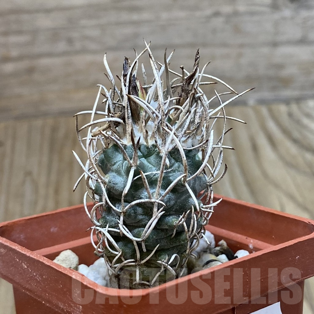 SH13244 Turbinicarpus flaviflorus, old 8 years - Obrázek 2