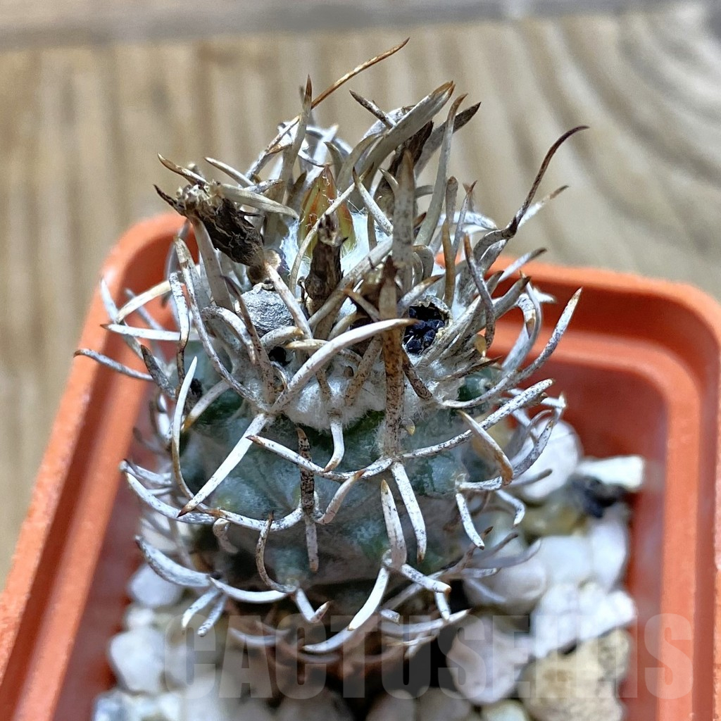 SH13245 Turbinicarpus flaviflorus, old 8 years