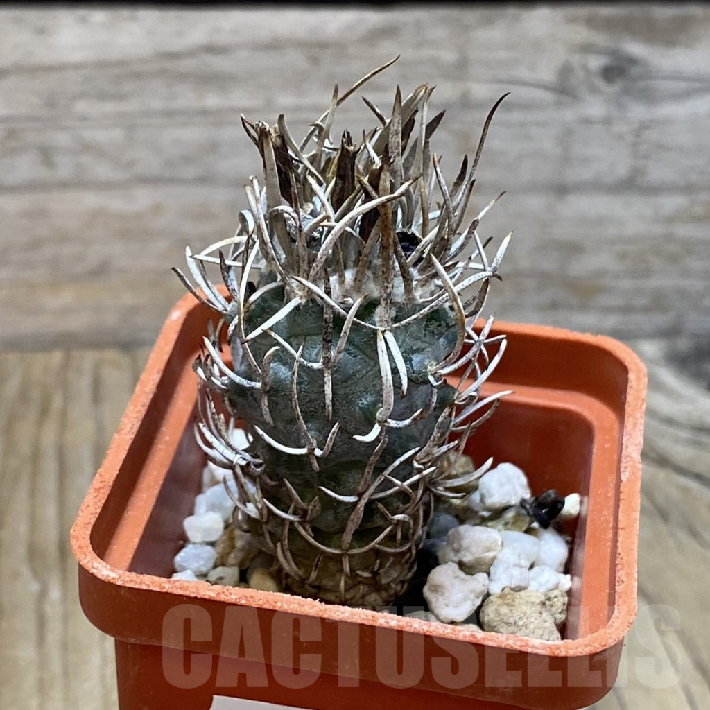 SH13245 Turbinicarpus flaviflorus, old 8 years - Obrázek 2