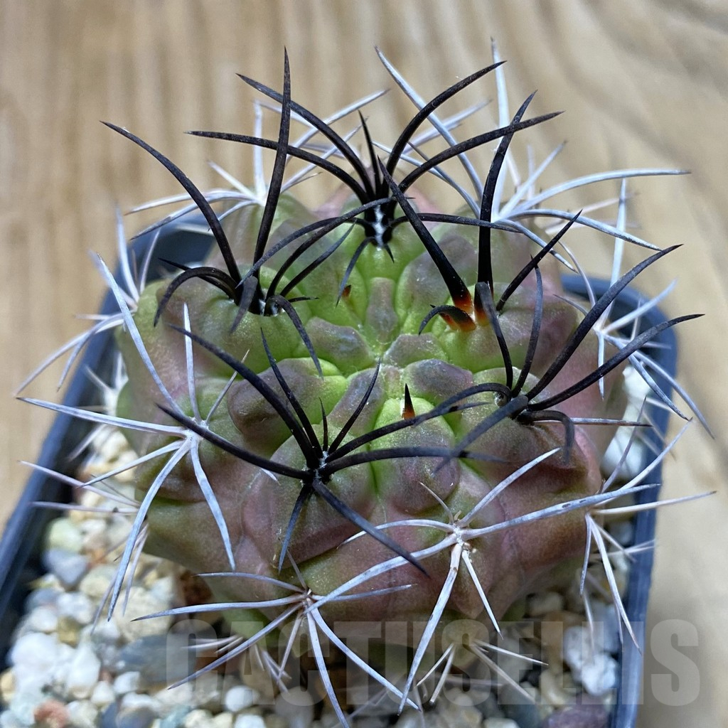 SH13249 Neochilenia paucicostata