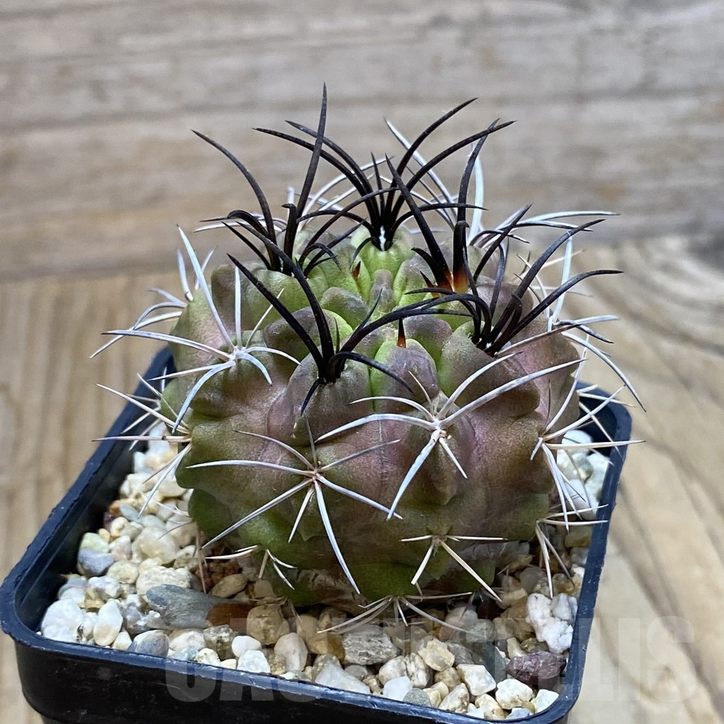 SH13249 Neochilenia paucicostata - immagine 2