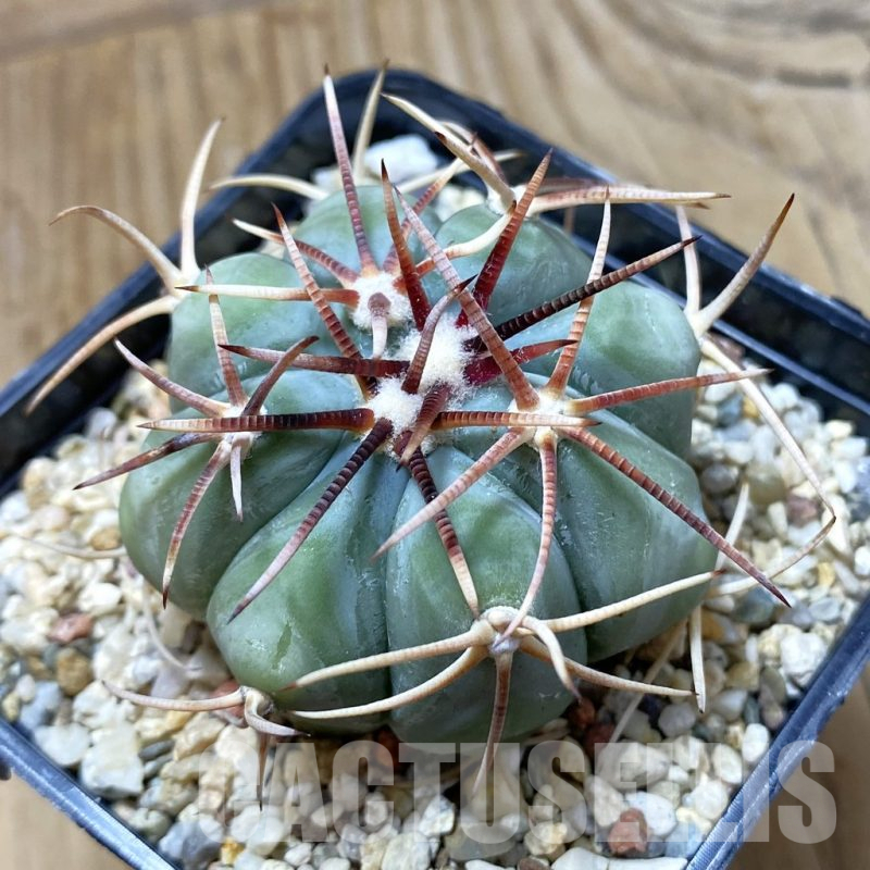 SH13250 Echinocactus horizonthalonius