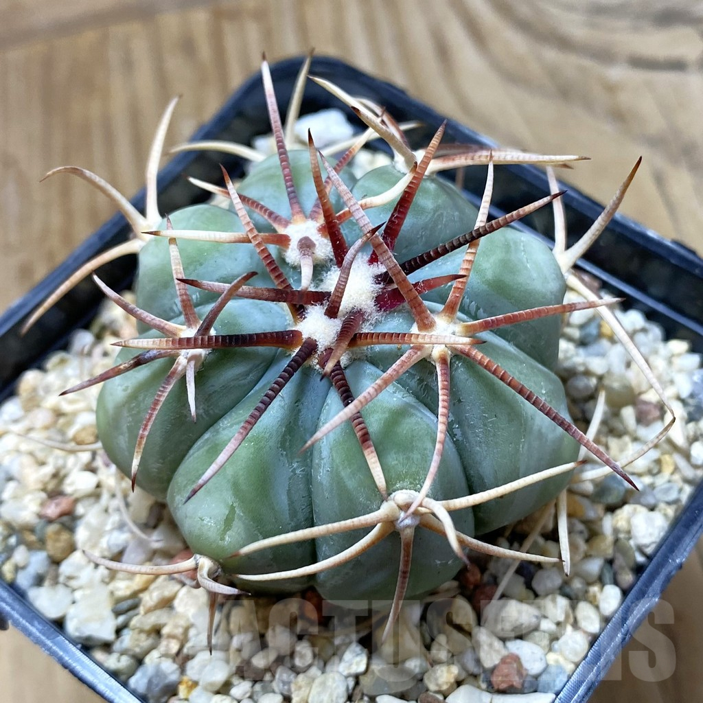 SH13250 Echinocactus horizonthalonius