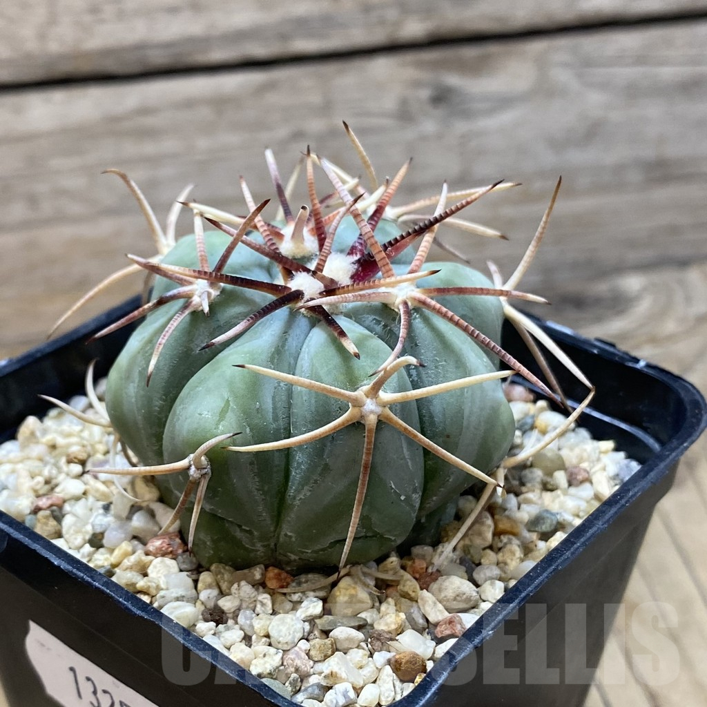 SH13250 Echinocactus horizonthalonius - Image 2