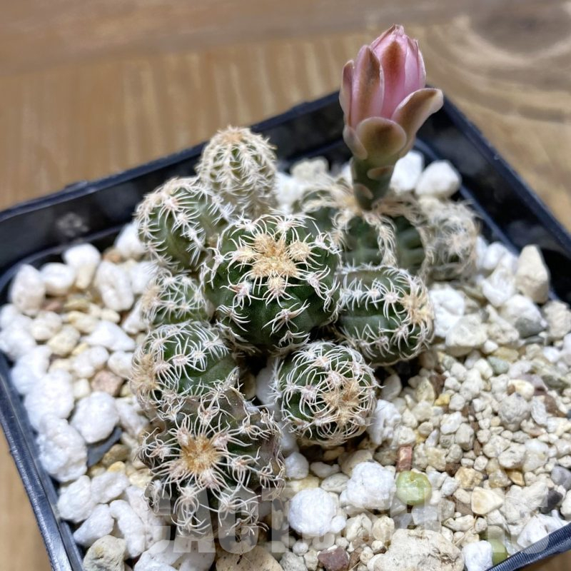 SH13252 Gymnocalycium bruchii v. glaucum