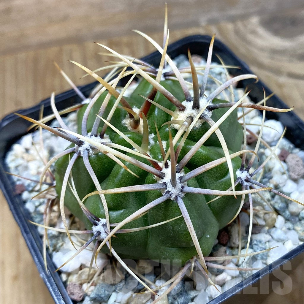 SH13253 Gymnocalycium monvillei v. steineri