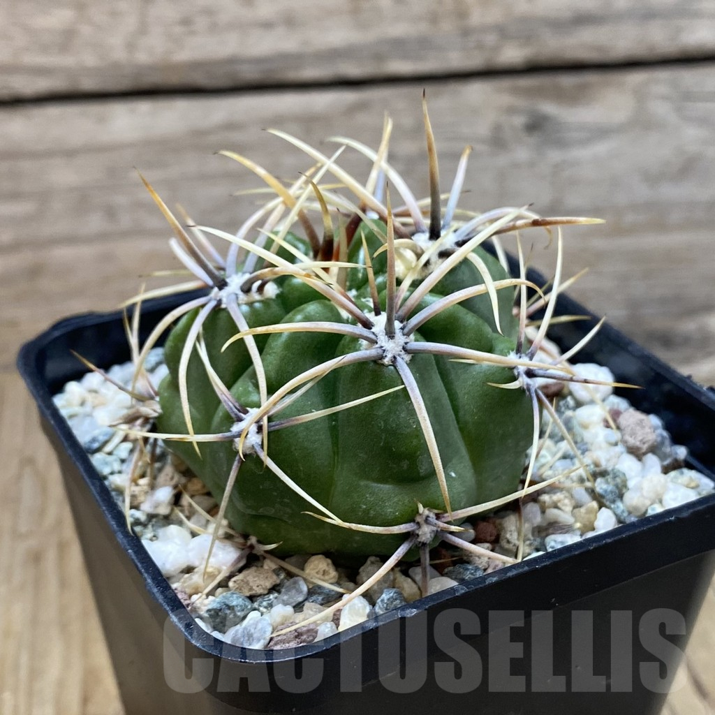 SH13253 Gymnocalycium monvillei v. steineri - Image 2