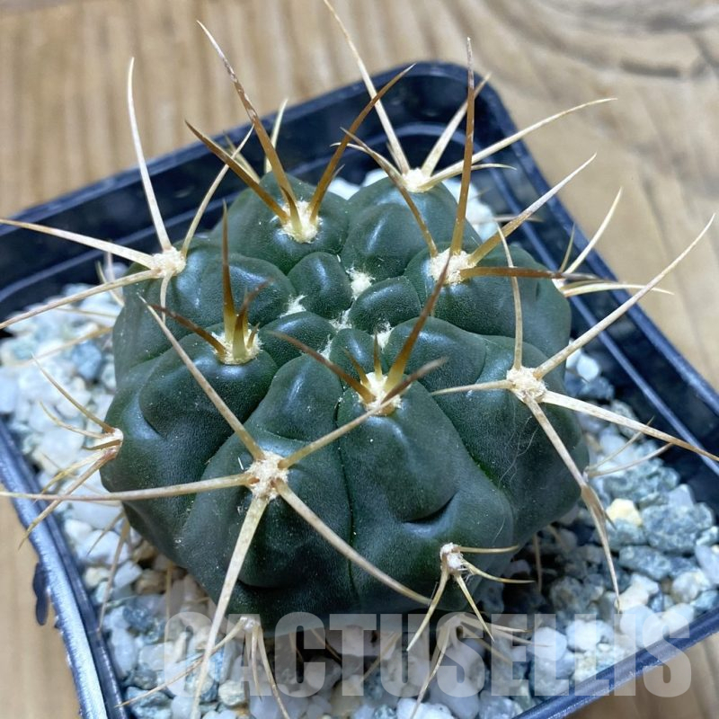 SH13254 Gymnocalycium gibbosum f. JPR 26/65 -Boscadela Travesia-