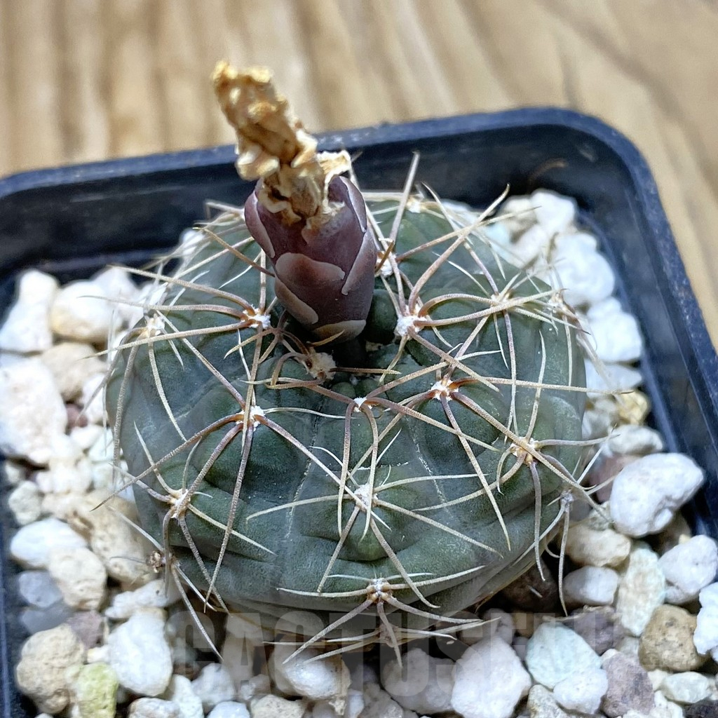 SH13255 Gymnocalycium taningaense