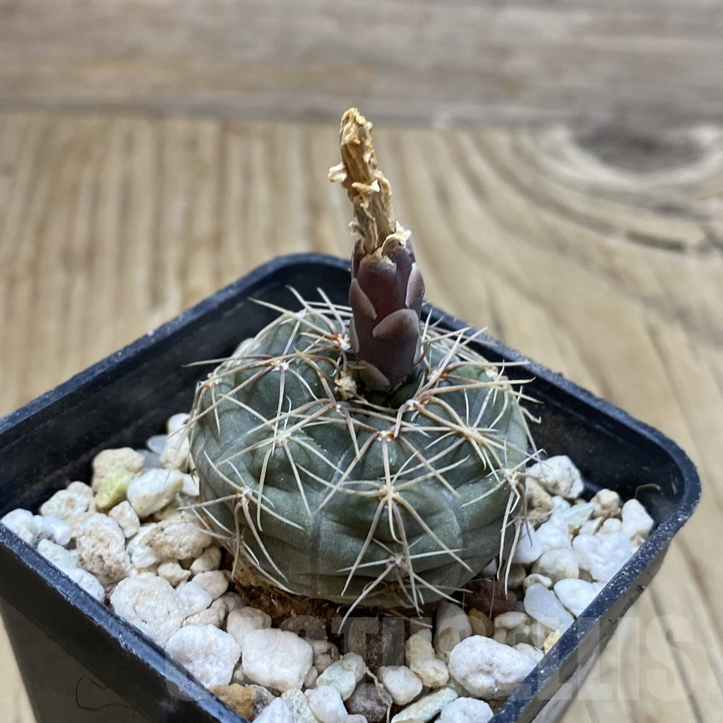 SH13255 Gymnocalycium taningaense - Obrázek 2