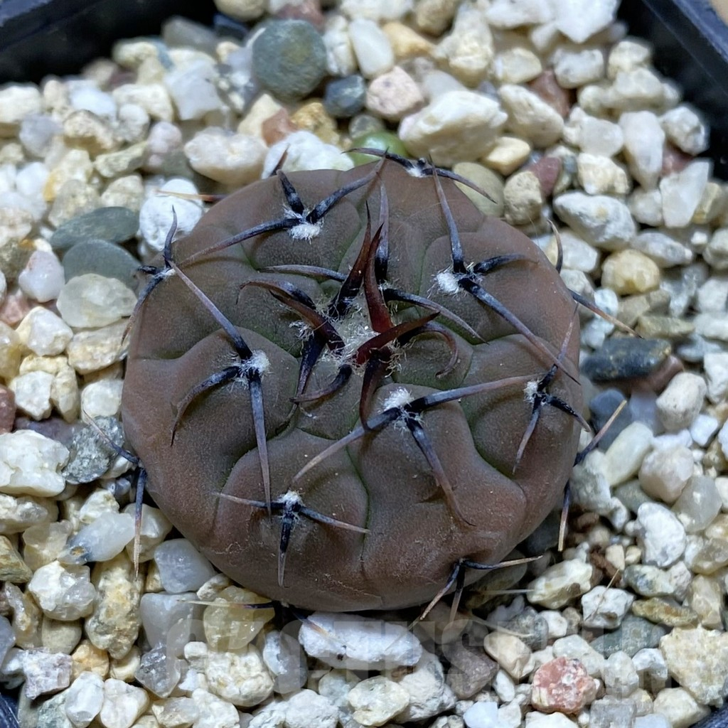 SH13259 Gymnocalycium esperanzae VG 1306