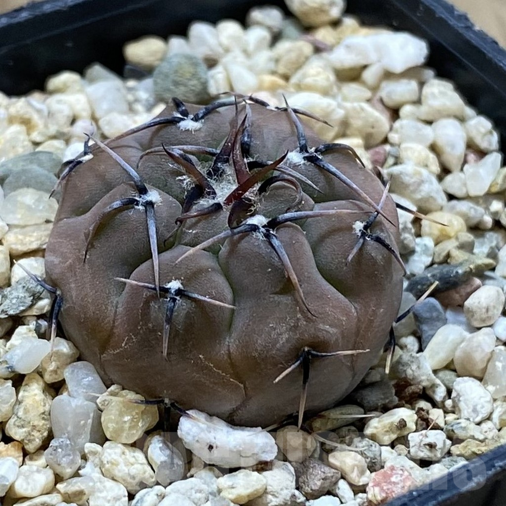 SH13259 Gymnocalycium esperanzae VG 1306 - Image 2