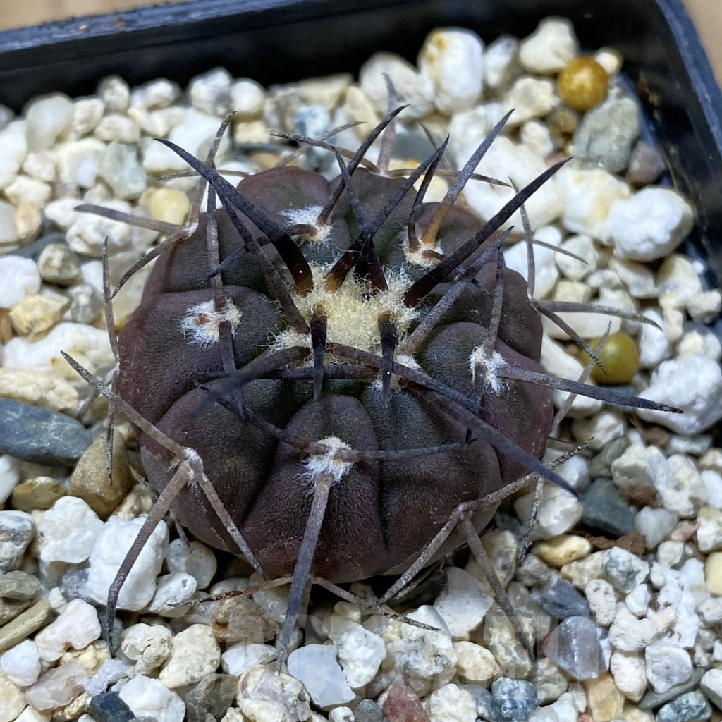 SH13260 Gymnocalycium spegazzinii v. major VG 090