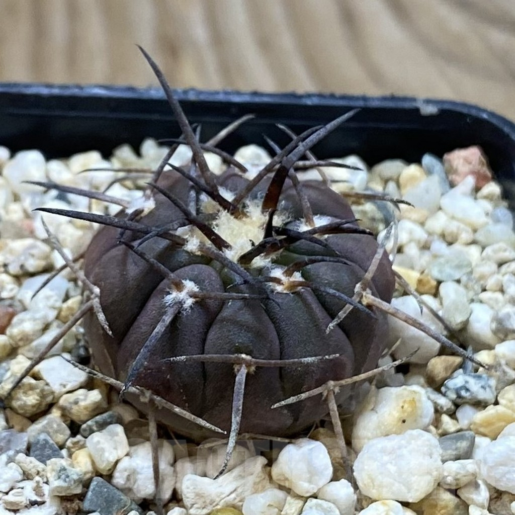 SH13260 Gymnocalycium spegazzinii v. major VG 090 - Image 2