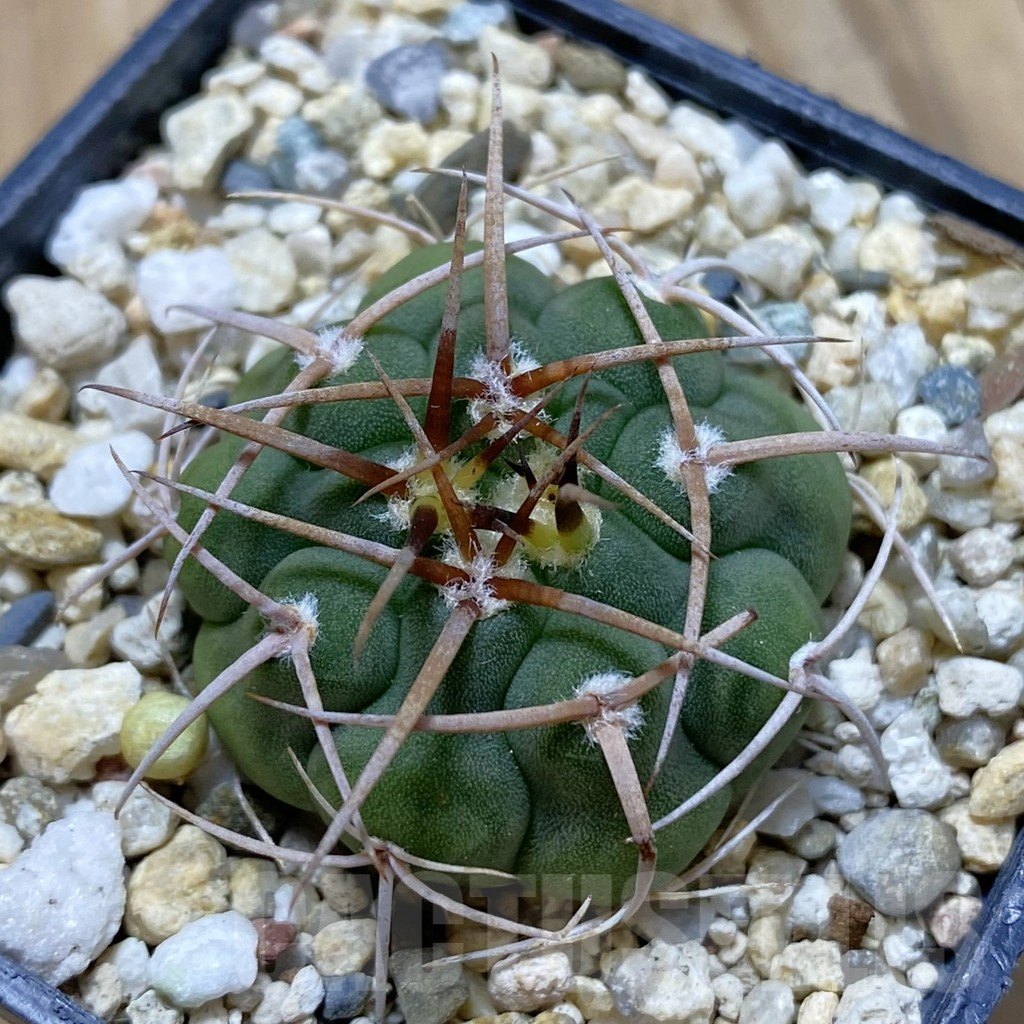 SH13263 Gymnocalycium ferocior VG 512