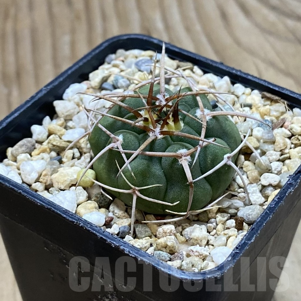 SH13263 Gymnocalycium ferocior VG 512 - Image 2