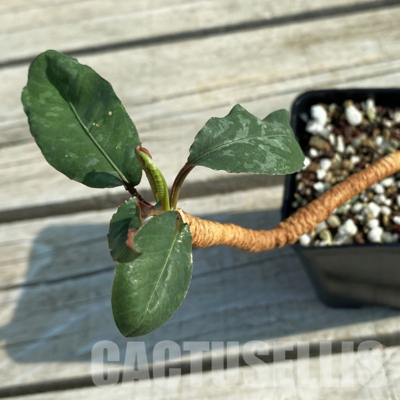 SH13199 Euphorbia cremersii 'Red Tuber'