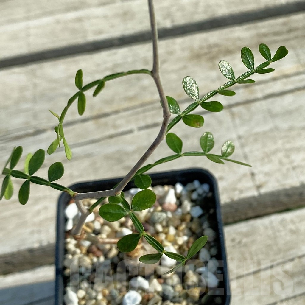 SH13205 Operculicarya decaryi