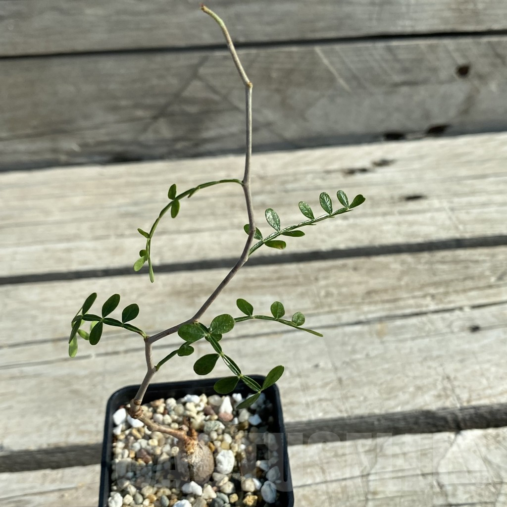 SH13205 Operculicarya decaryi - Image 2