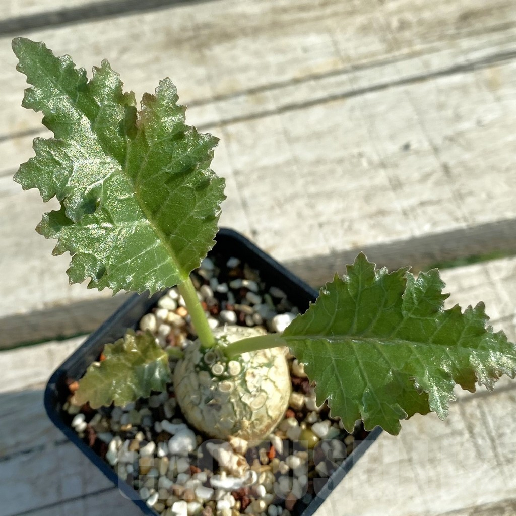 SH13207 Dorstenia horwoodii hybrid