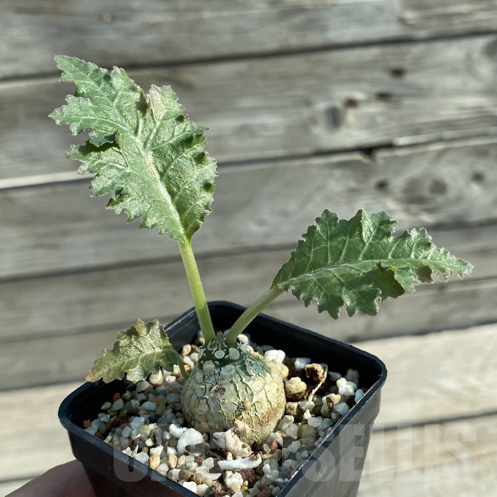 SH13207 Dorstenia horwoodii hybrid - Image 2