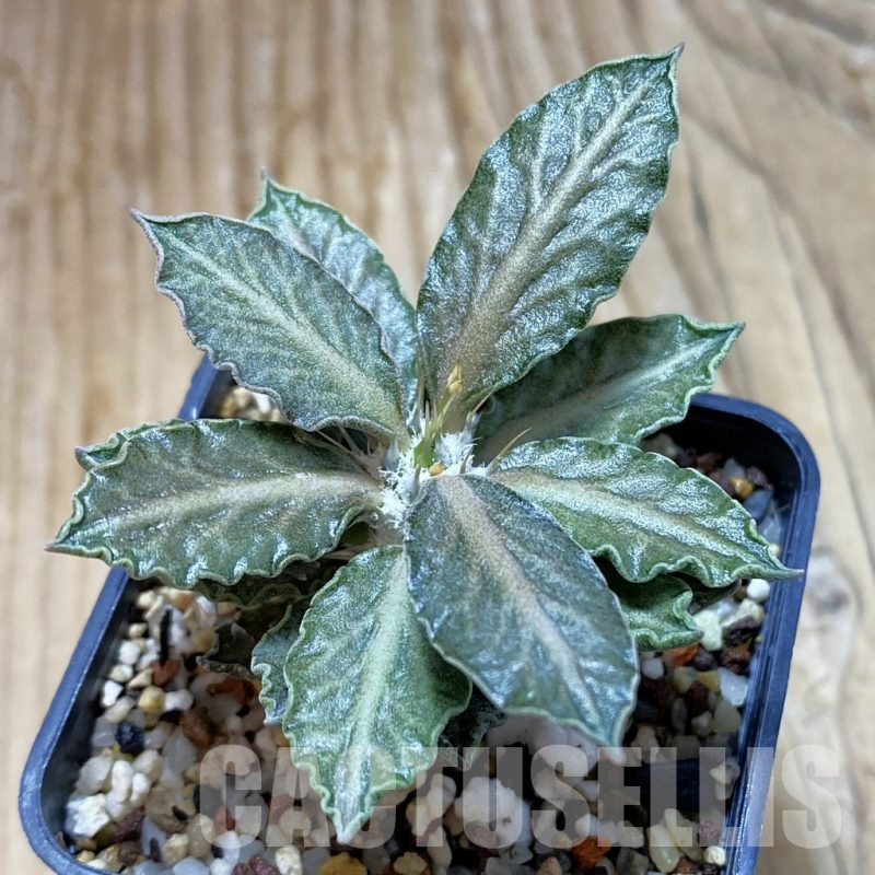 SH13208 Euphorbia tulearensis hybrid
