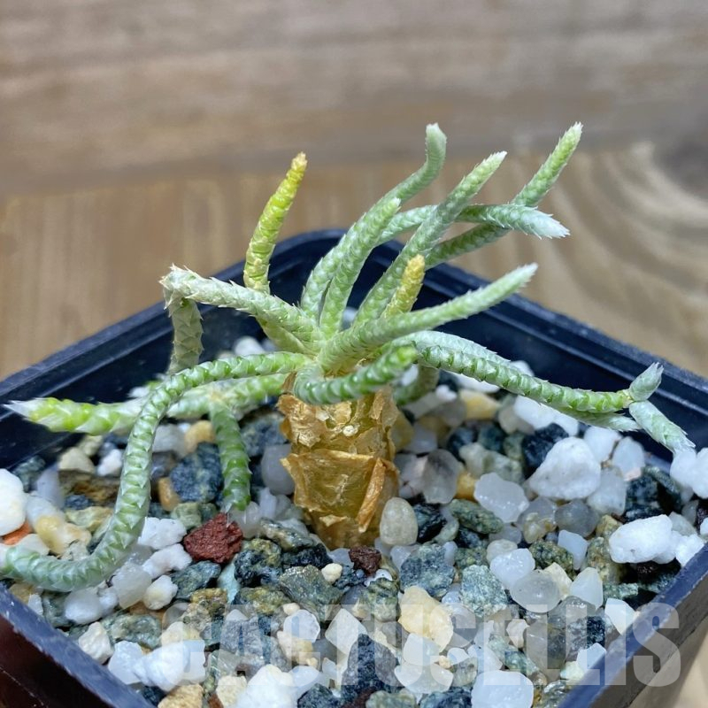 SH13210 Avonia quinaria, pink flower