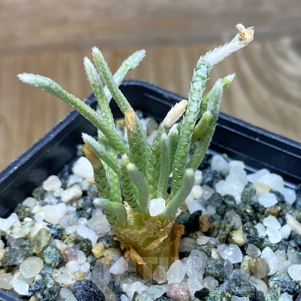 SH13211 Avonia quinaria, pink flower