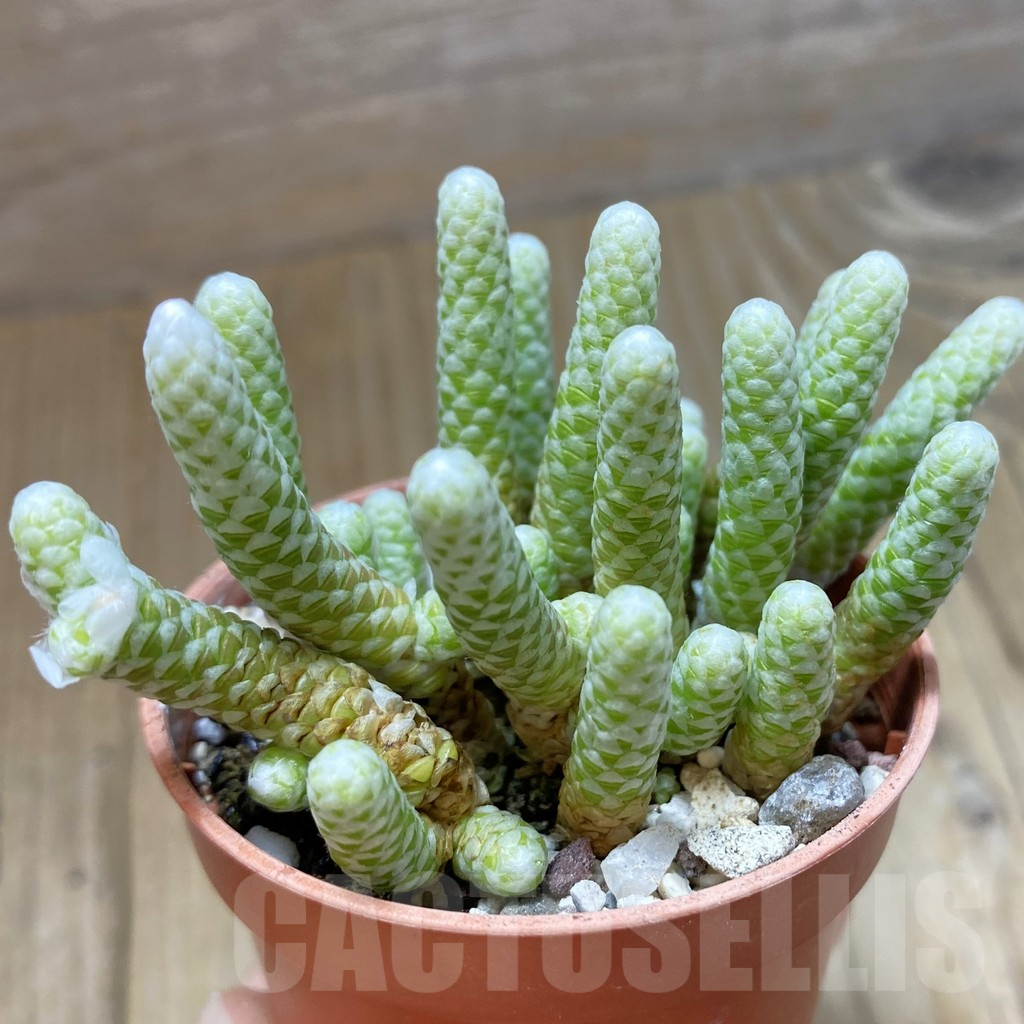 SH13212 Avonia albissima