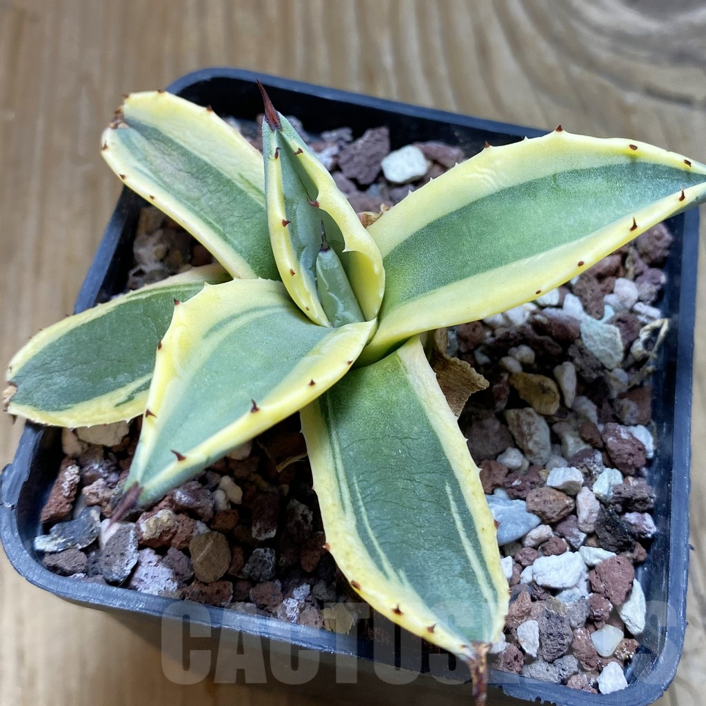 SH13213 Agave patonii f. variegata