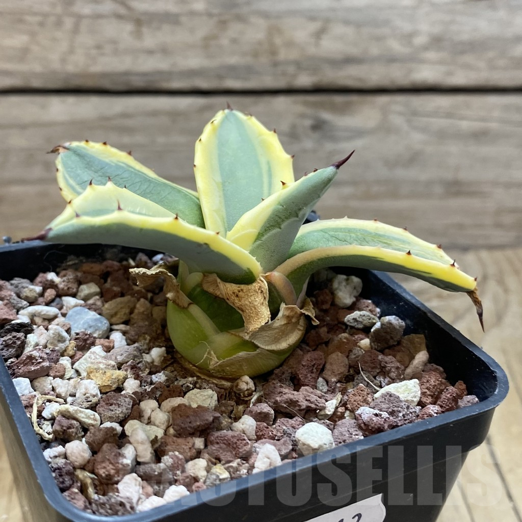 SH13213 Agave patonii f. variegata - Image 2