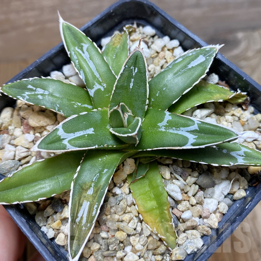 SH13214 Agave victoriae-reginae ‘Himeson-no-yuki’