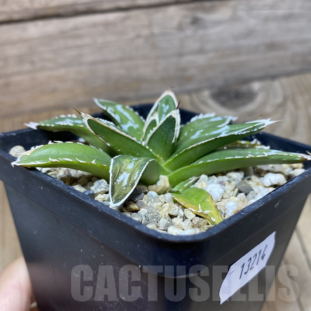 SH13214 Agave victoriae-reginae ‘Himeson-no-yuki’ - Image 2