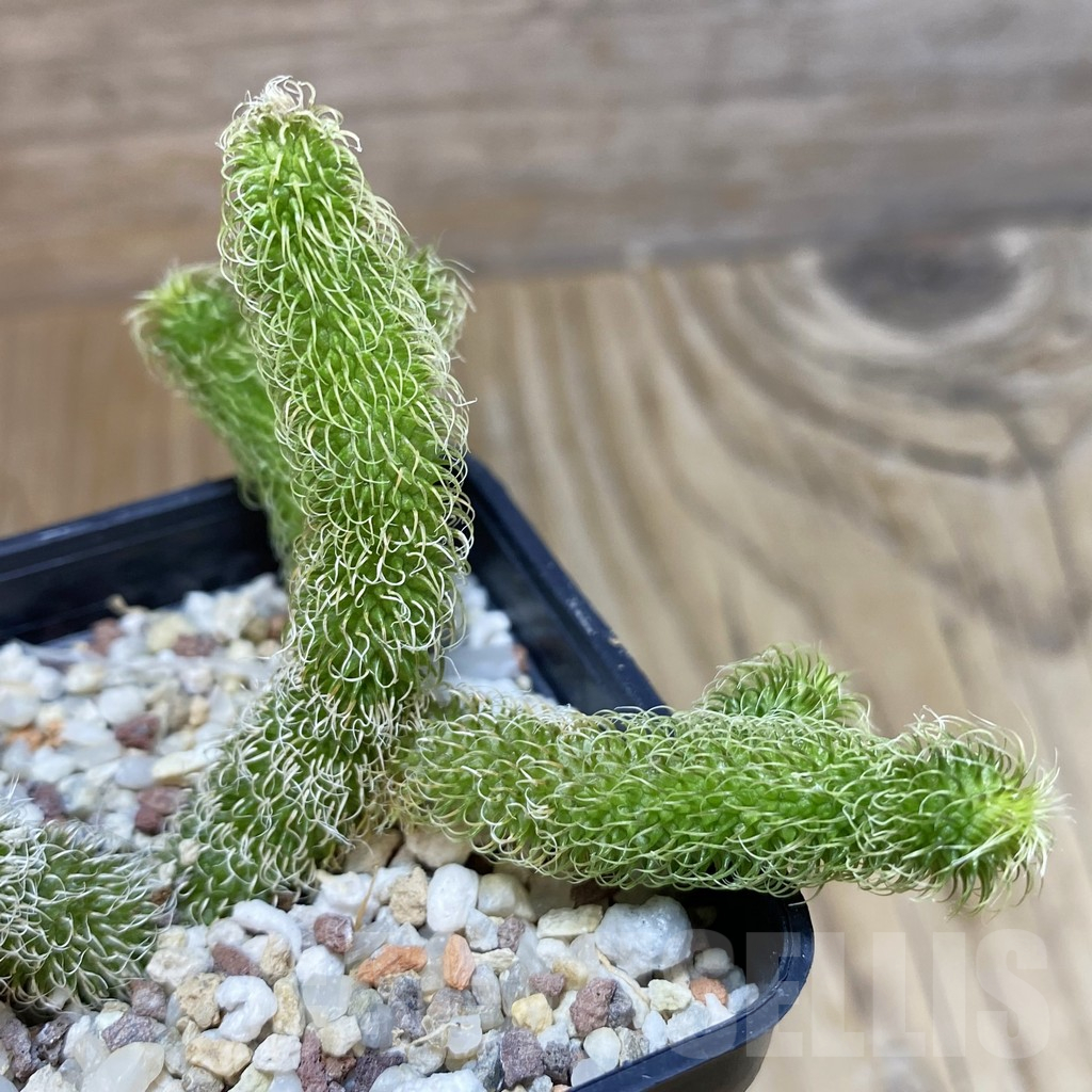 SH13217 Stapelianthus pilosus