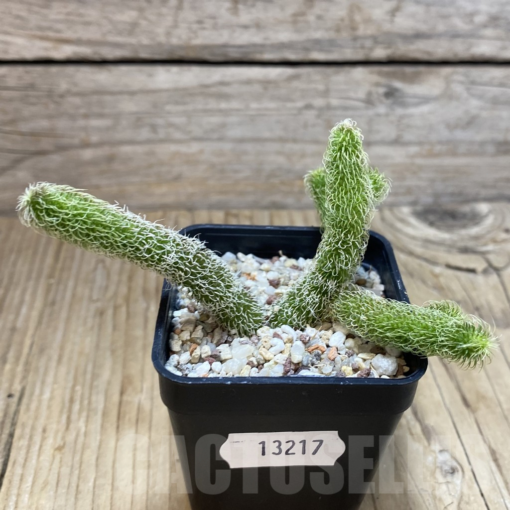 SH13217 Stapelianthus pilosus - Зображення 2