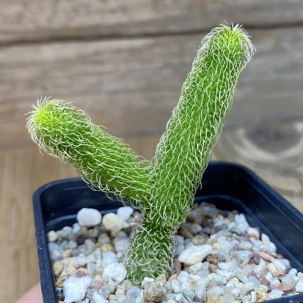 SH13218 Stapelianthus pilosus