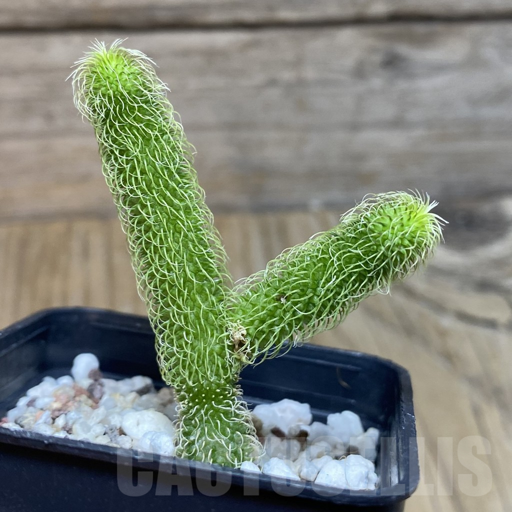 SH13218 Stapelianthus pilosus – Image 2