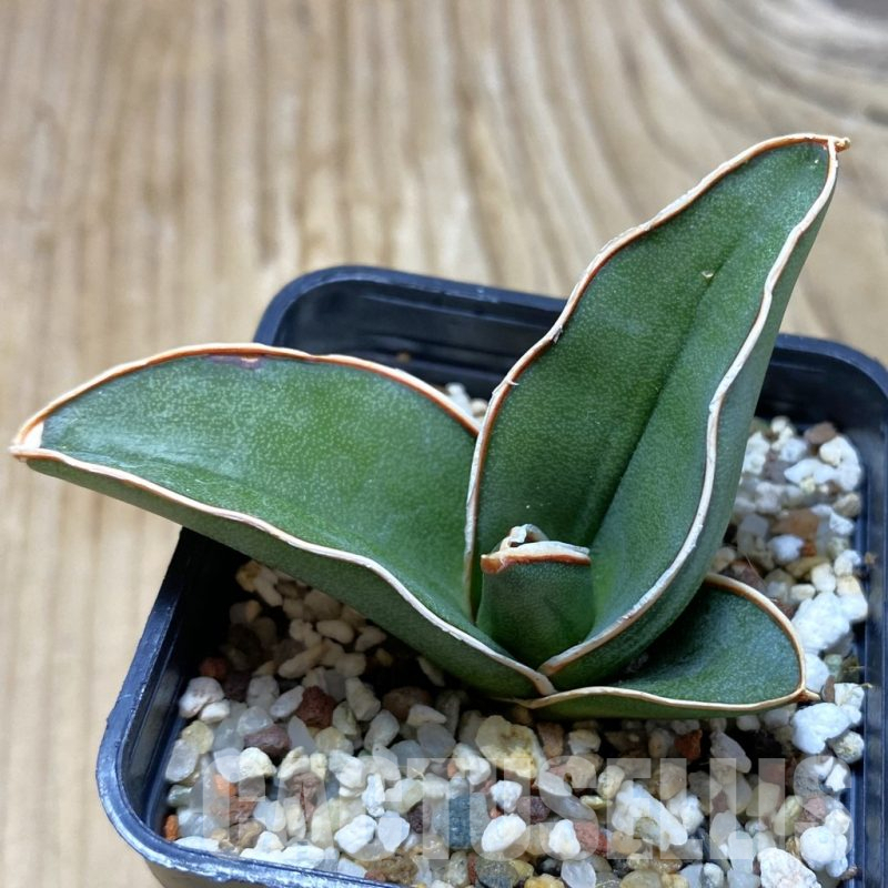 SH13223 Sansevieria ‘Samurai’