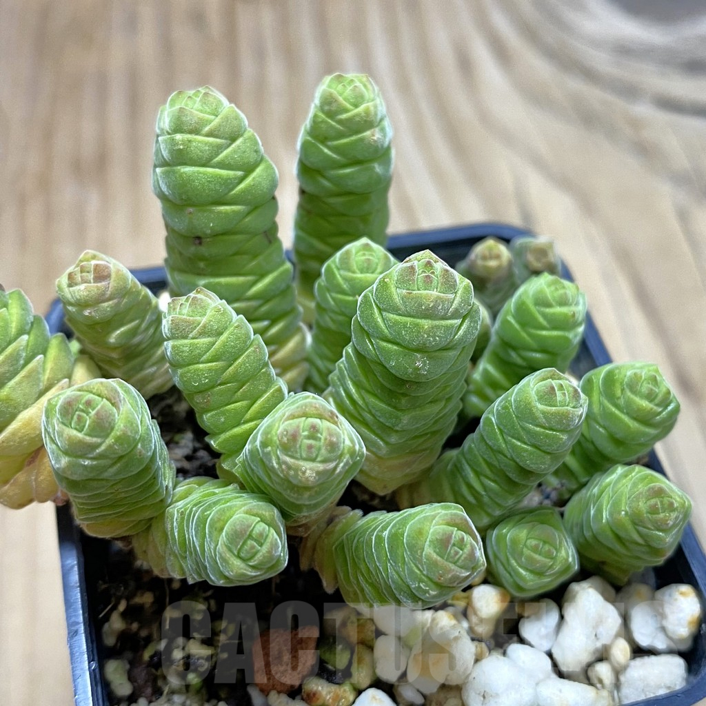 SH13224 Crassula columella