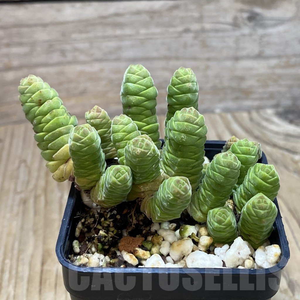 SH13224 Crassula columella - immagine 2