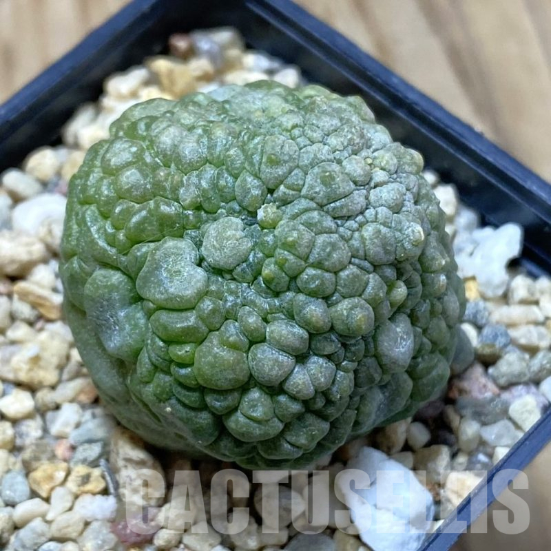 SH13505 Pseudolithos migiurtinus