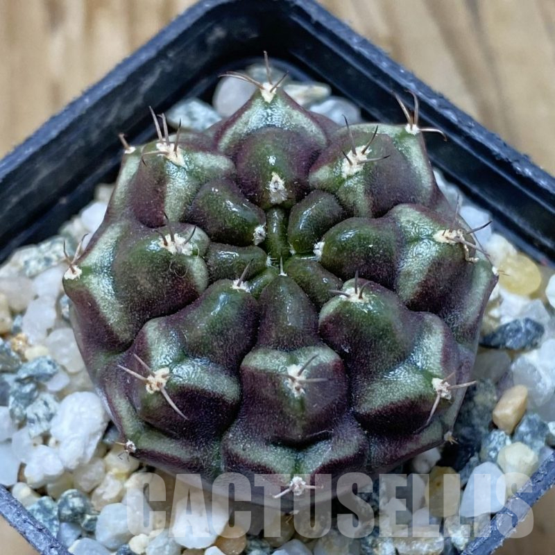 SH13507 Gymnocalycium mihanovichii 'Day Dream', seedling